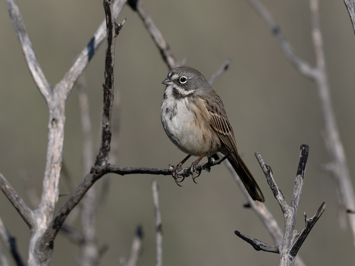 Bell's Sparrow (belli) - ML645509507