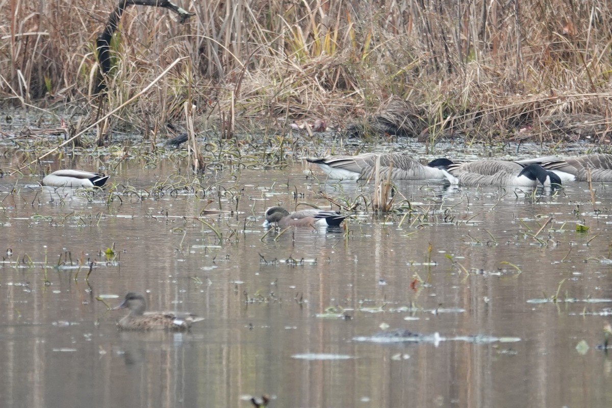 American Wigeon - ML645509508
