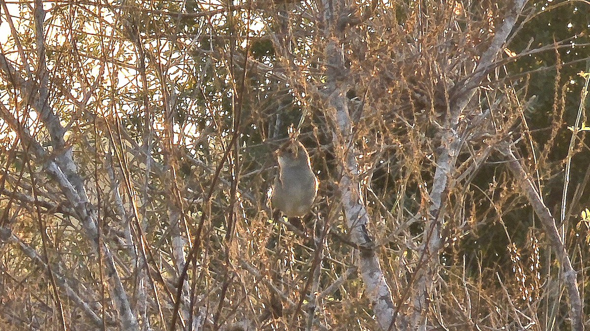 White-crowned Sparrow - ML645509509