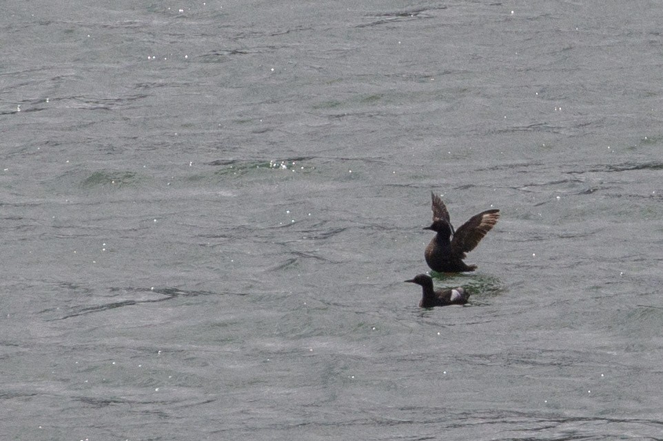 Pigeon Guillemot - ML645509511