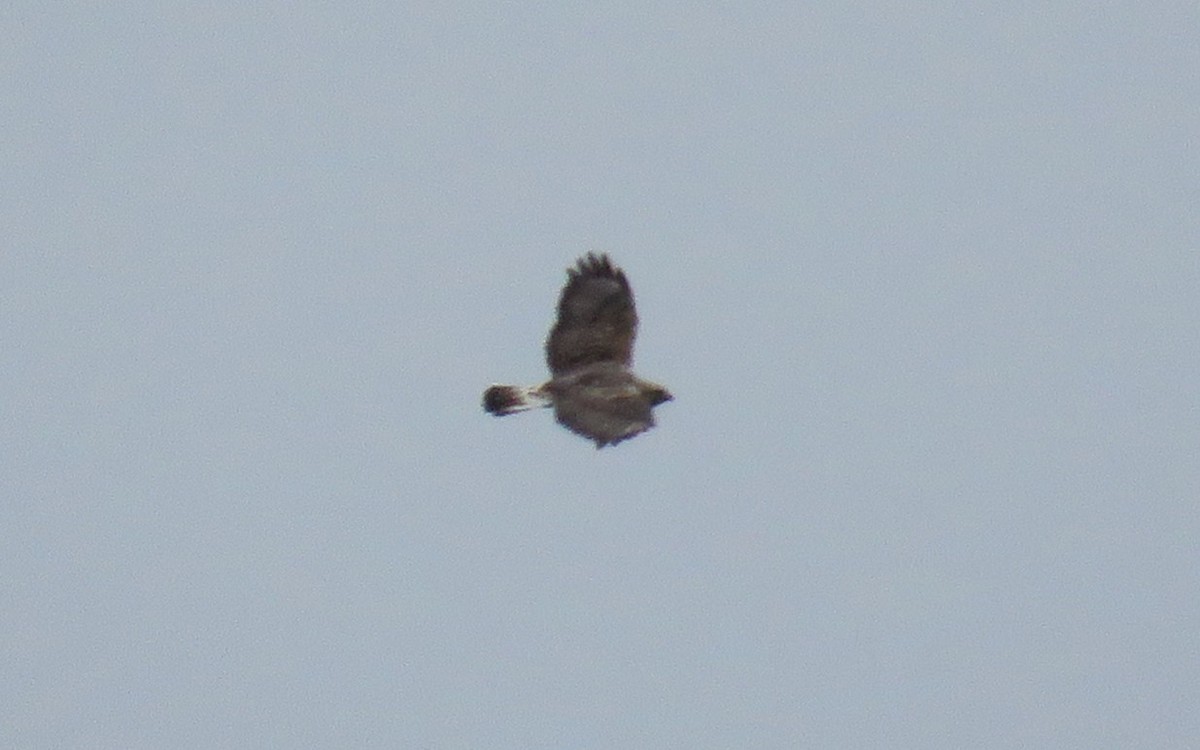 Rough-legged Hawk - ML645509512