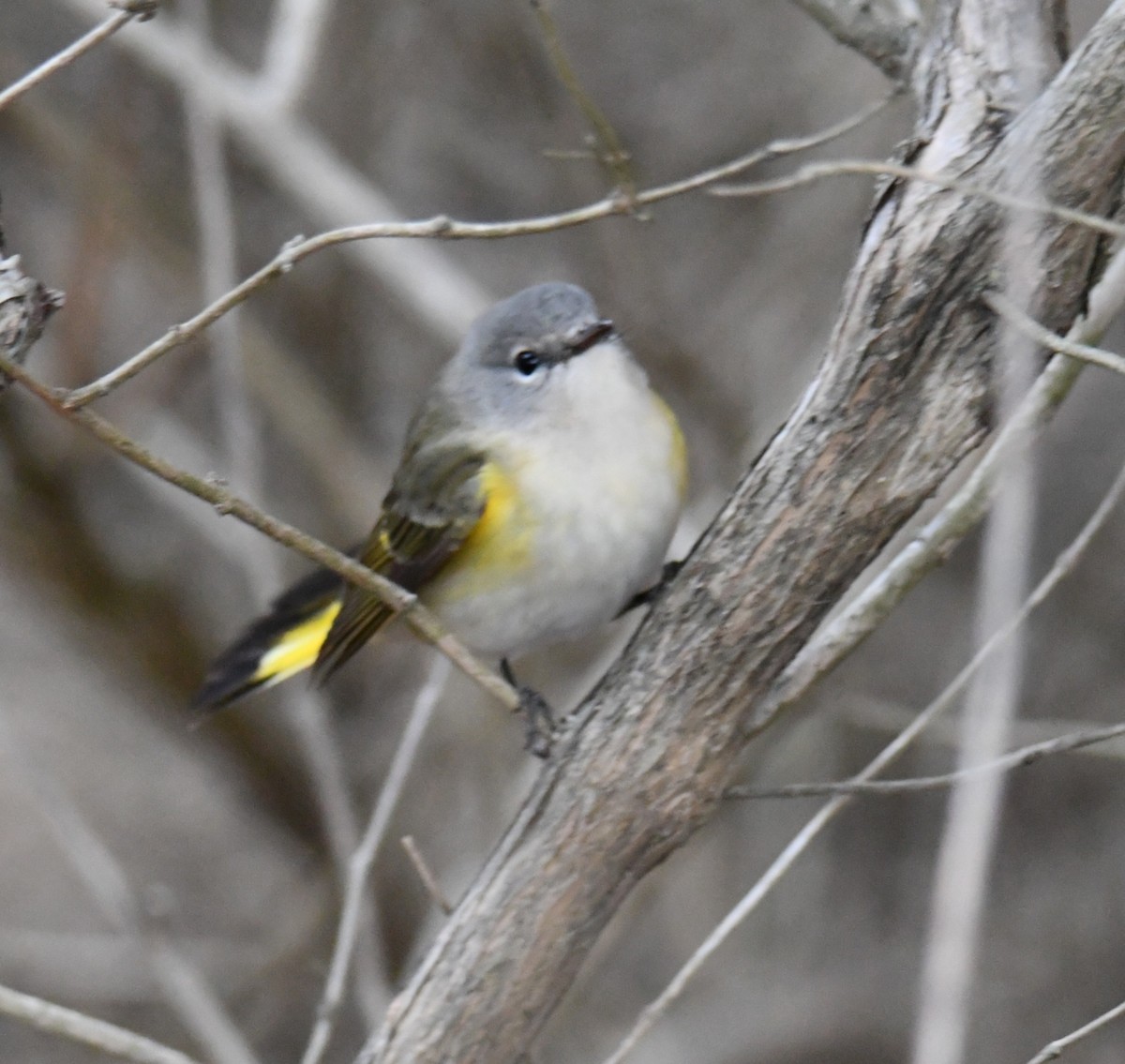 American Redstart - ML645509526