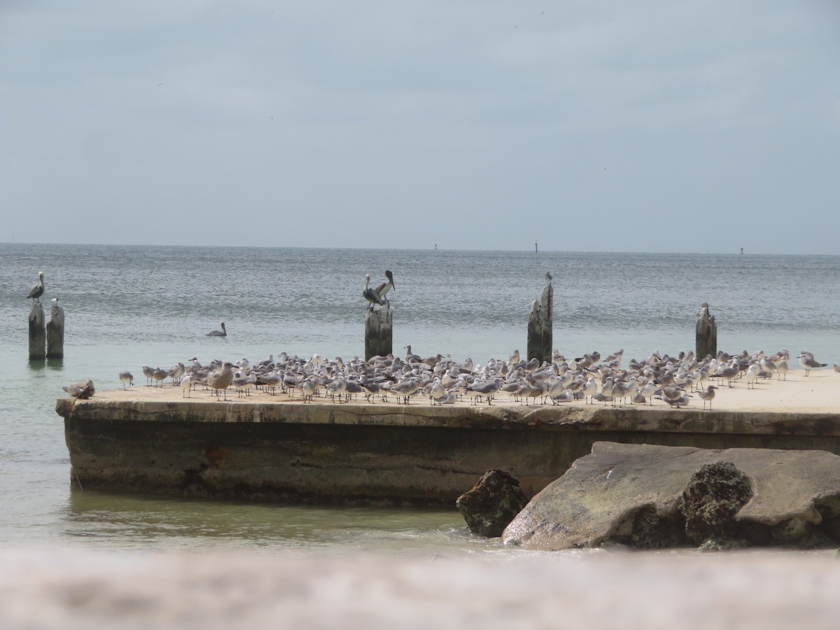 Gabbiano sghignazzante - ML645509527