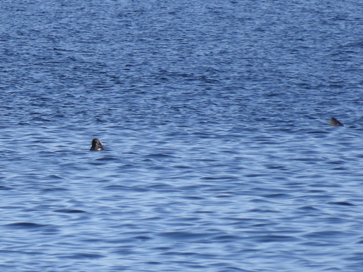 Atlantic Harbor Seal - ML645509541