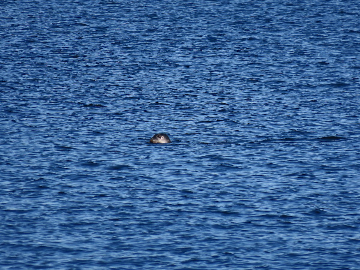 Atlantic Harbor Seal - ML645509542