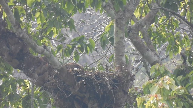 Legge Atmaca Kartalı - ML645509583