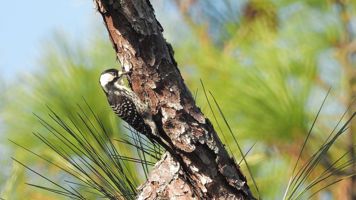 Red-cockaded Woodpecker - ML645509588