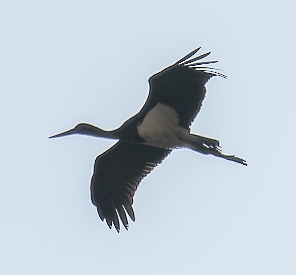 Black Stork - ML645509591