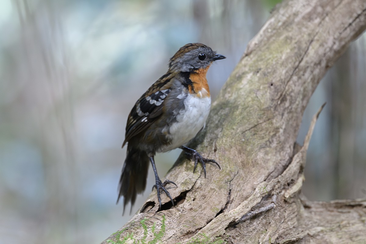 Australian Logrunner - ML645509596