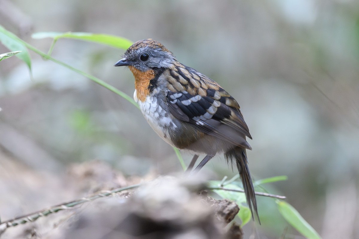 Australian Logrunner - ML645509598