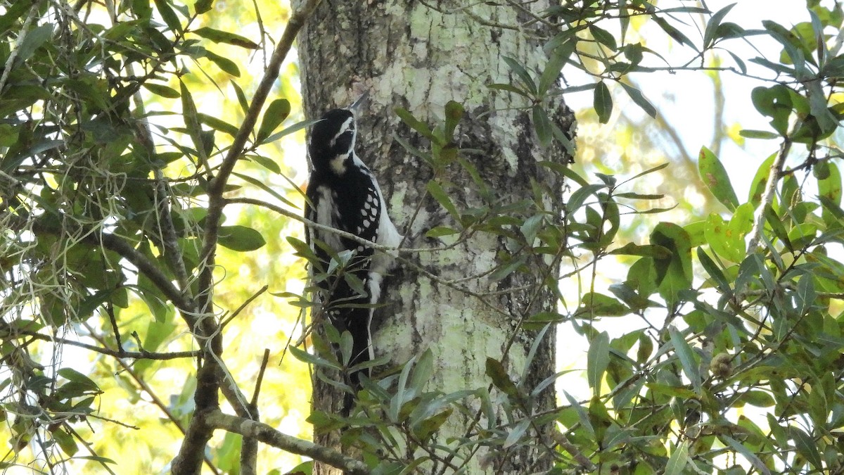 Hairy Woodpecker - ML645509601