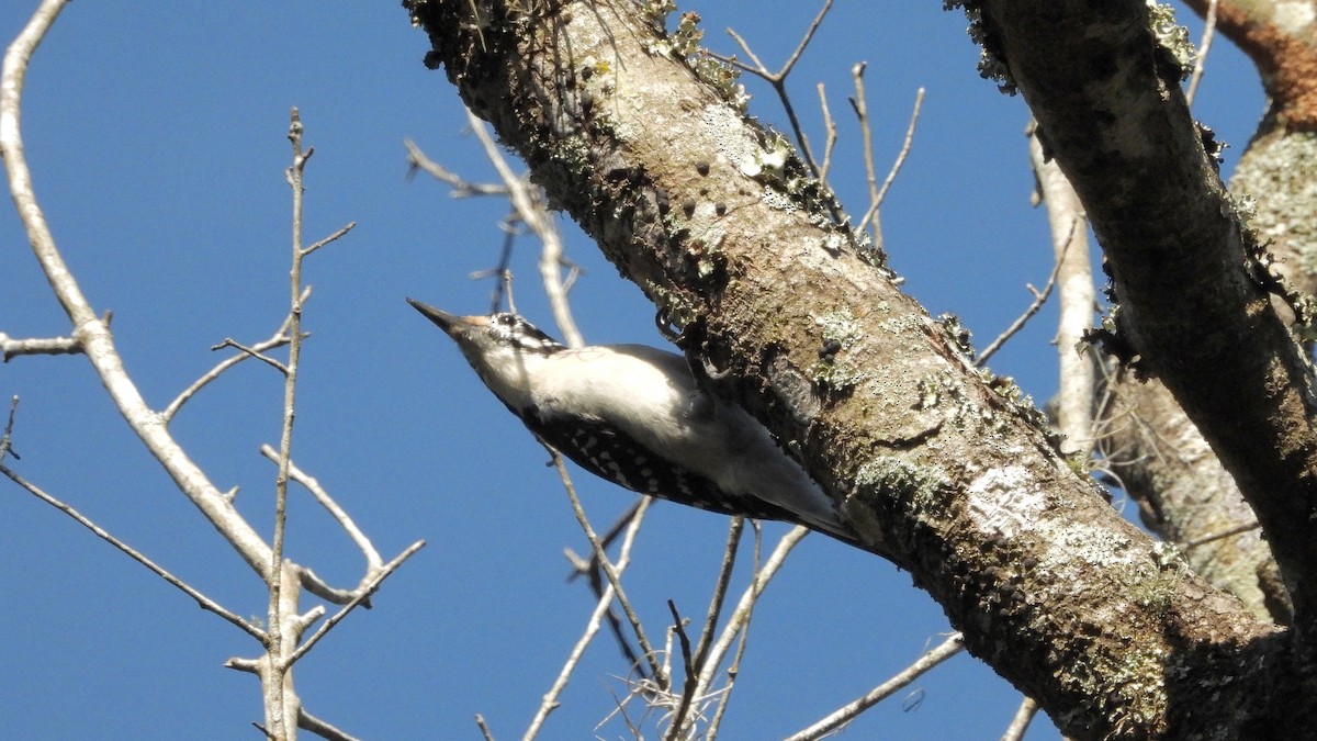 Hairy Woodpecker - ML645509602