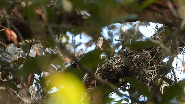 Sert Tüylü Ağaçkakan - ML645509604