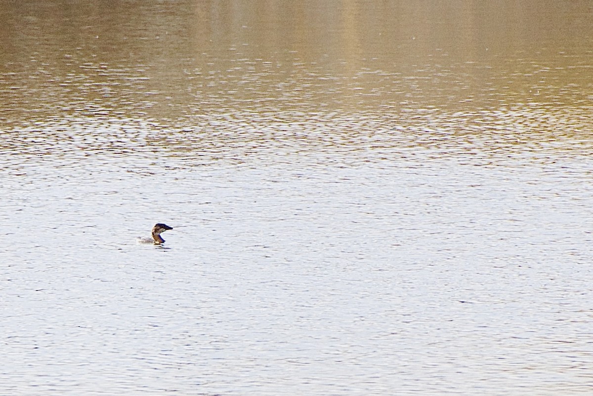 potápka americká - ML645509608