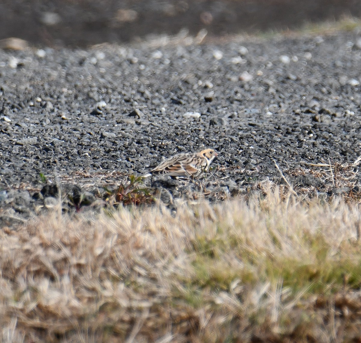 Подорожник лапландський - ML645509609