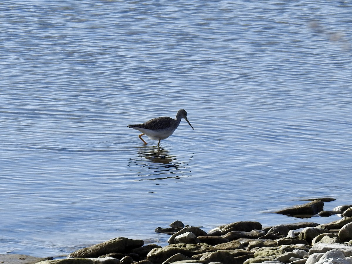 Greater Yellowlegs - ML645509616