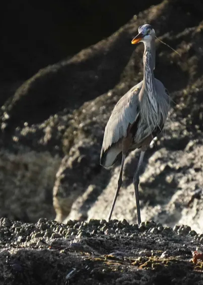 Great Blue Heron - ML645509619