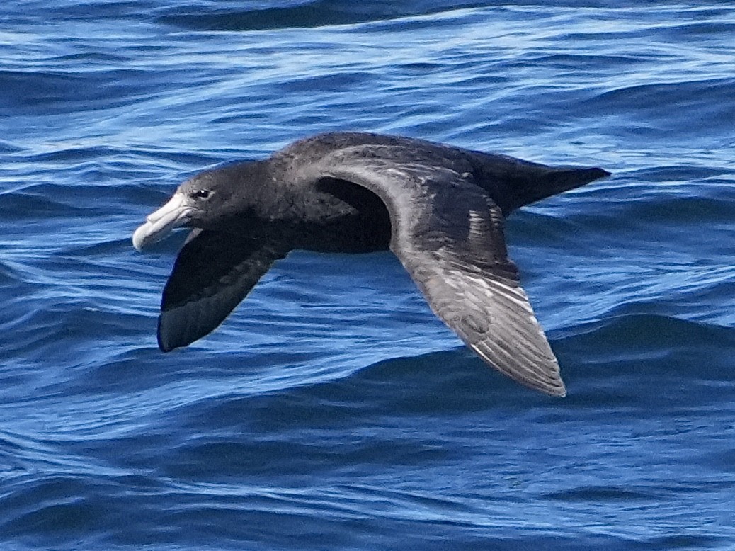 sørkjempepetrell - ML645509634