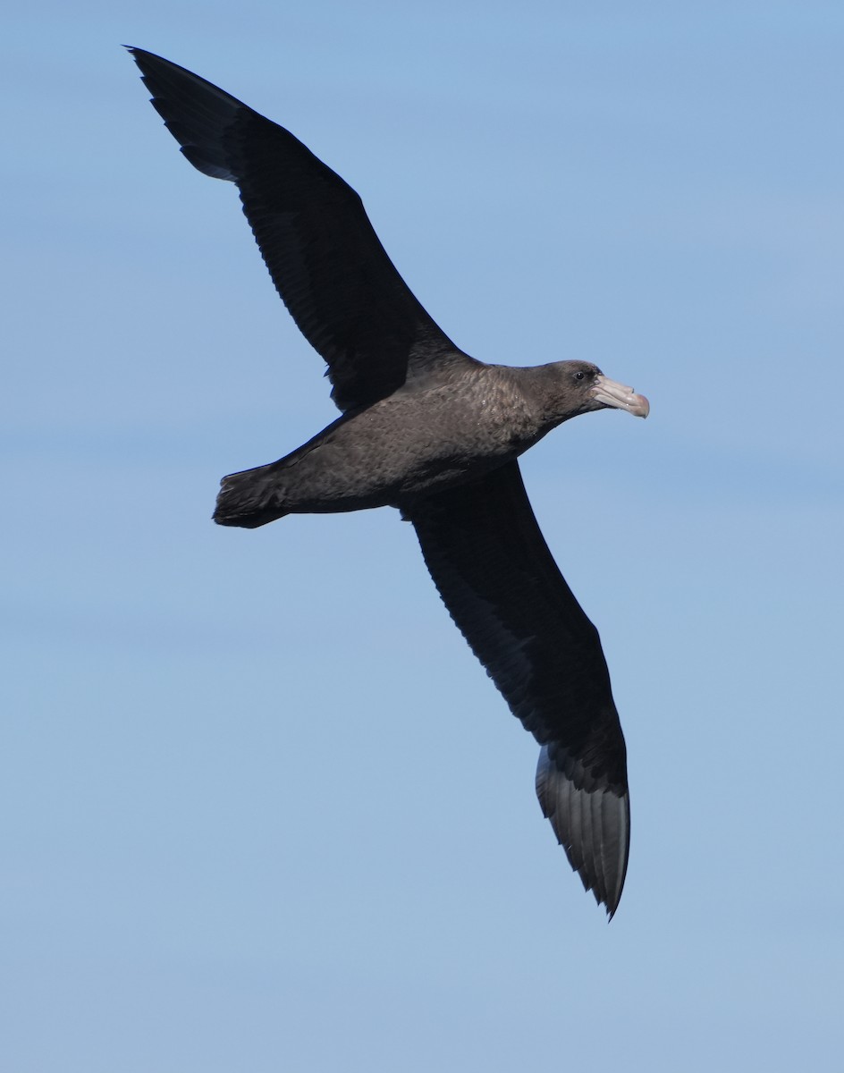 Northern Giant-Petrel - ML645509642