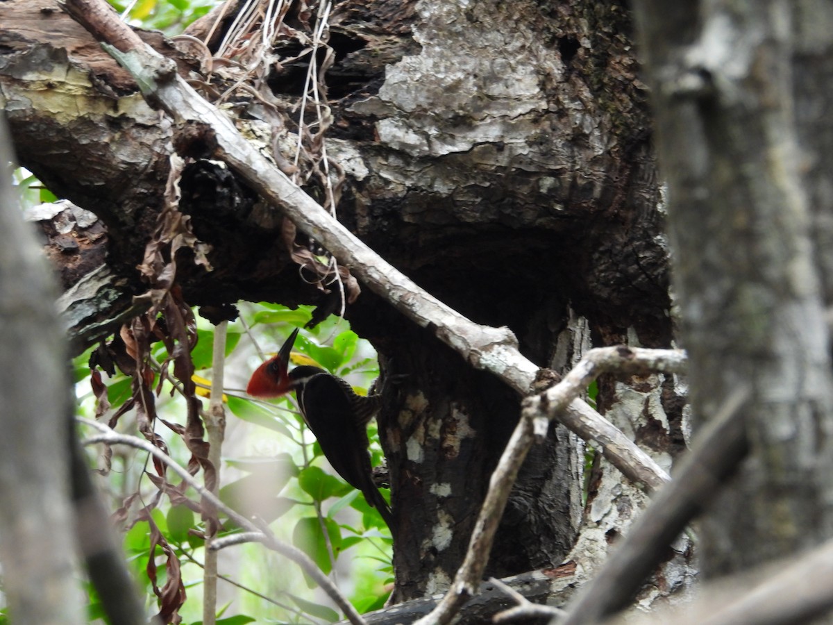 Guayaquil Woodpecker - ML645509643