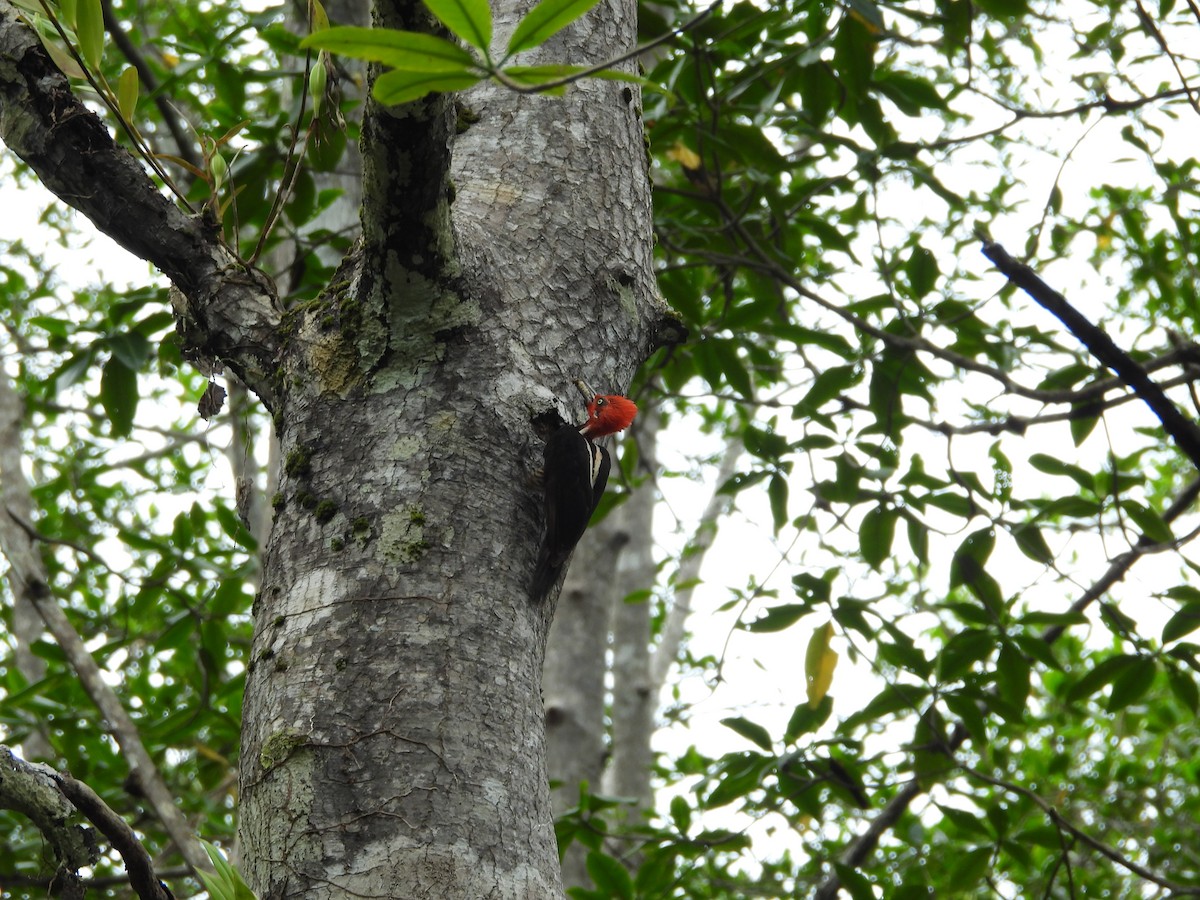 Guayaquil Woodpecker - ML645509646