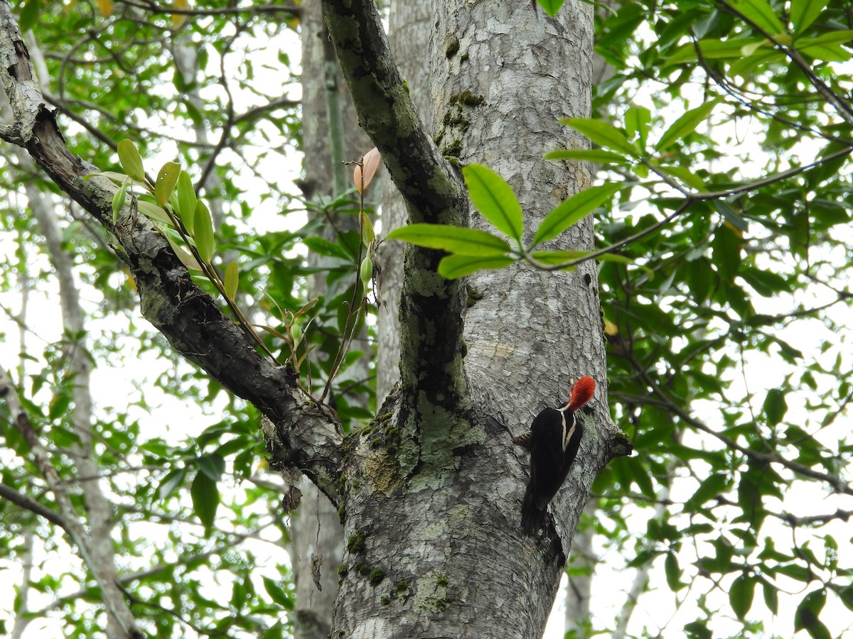 Guayaquil Woodpecker - ML645509650