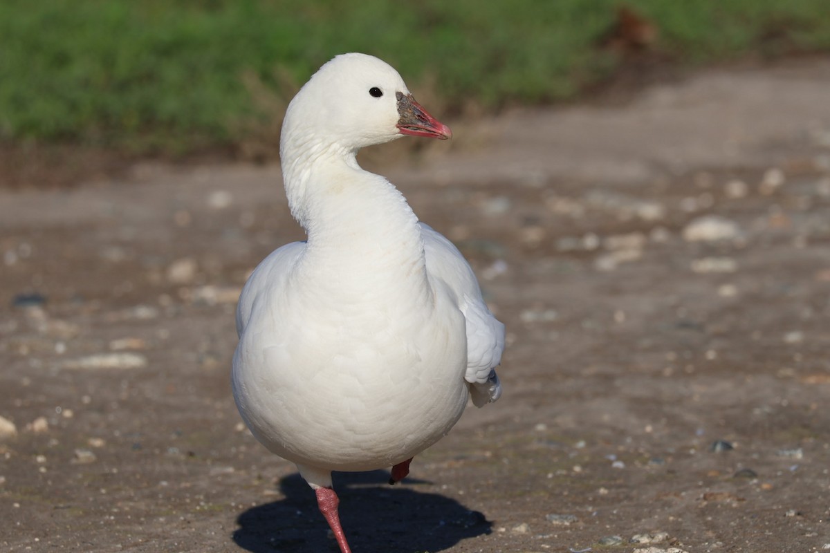 Snow x Ross's Goose (hybrid) - ML645509654