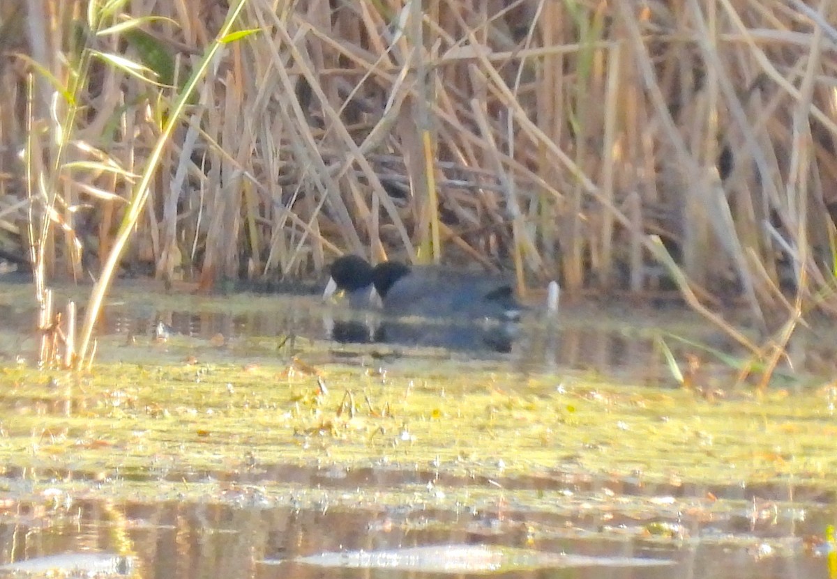 Лиска американська - ML645509666