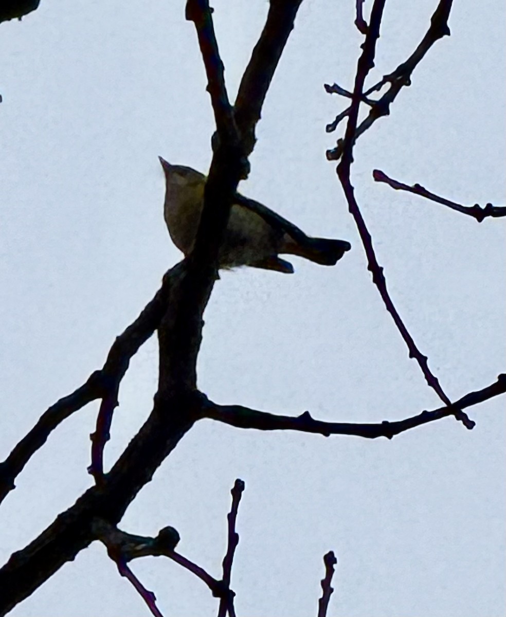 American Redstart - ML645509669