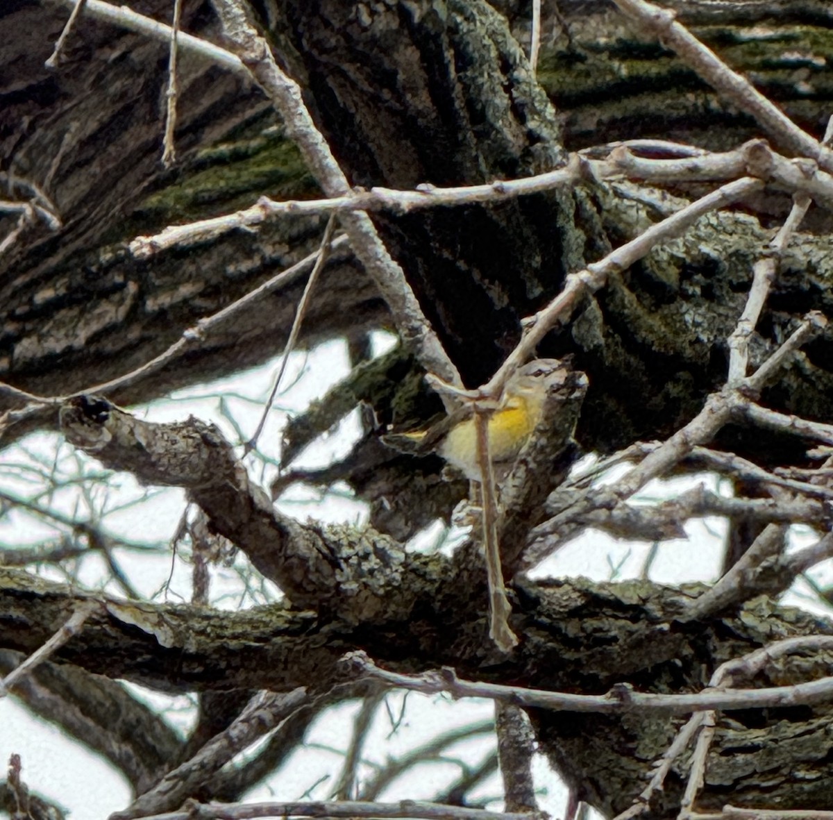 American Redstart - ML645509670