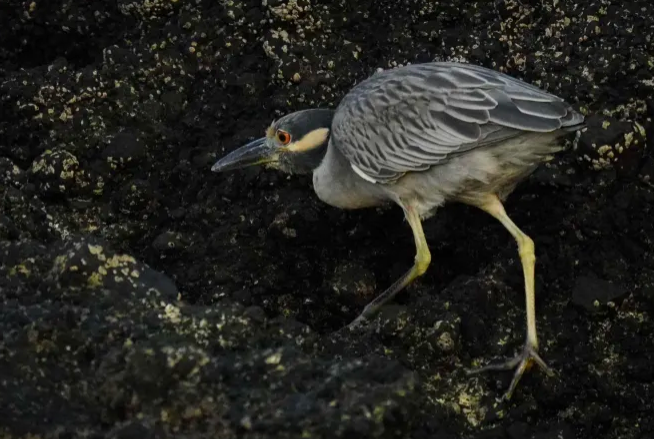 Yellow-crowned Night Heron - ML645509671