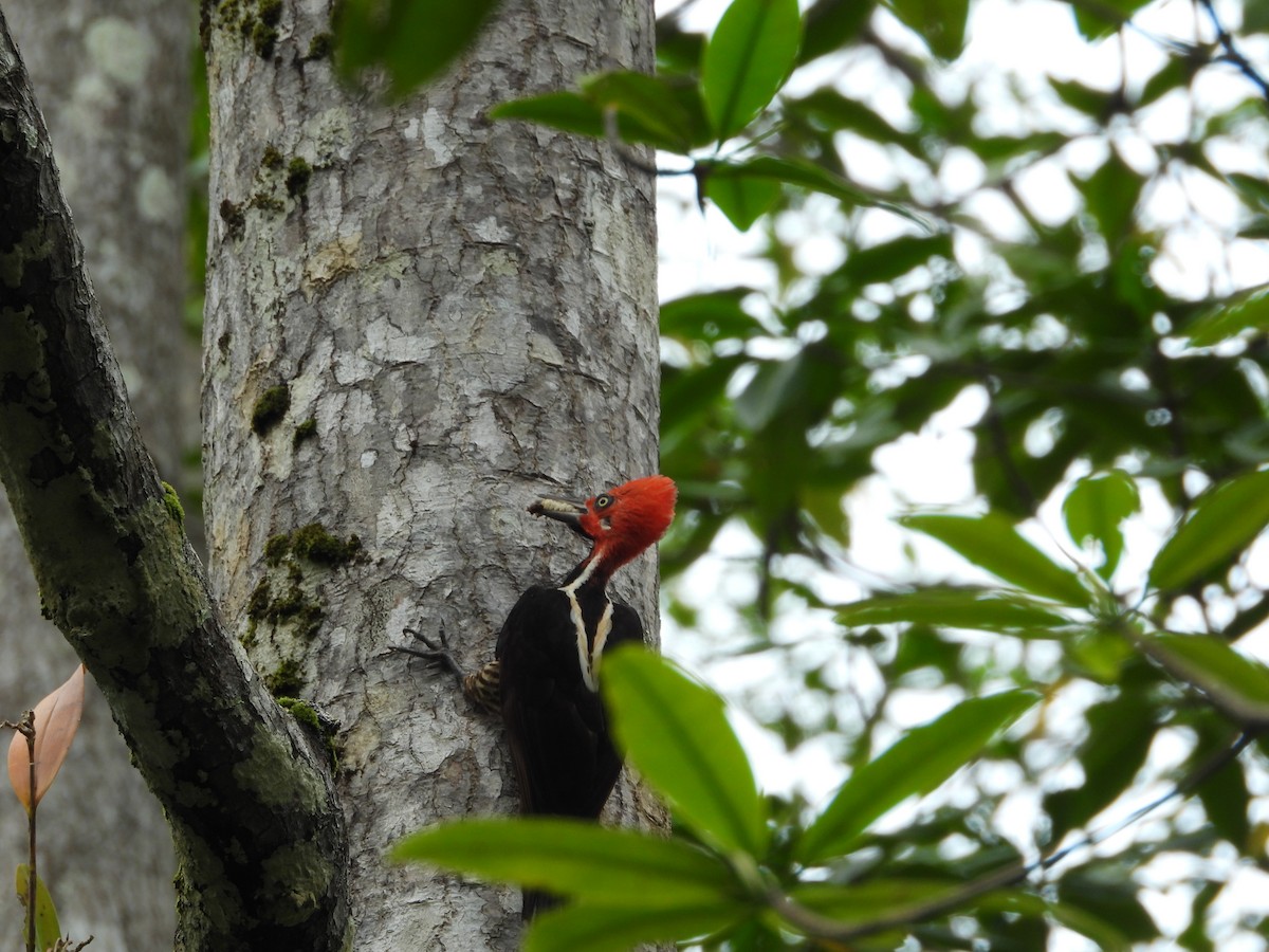 Guayaquil Woodpecker - ML645509674