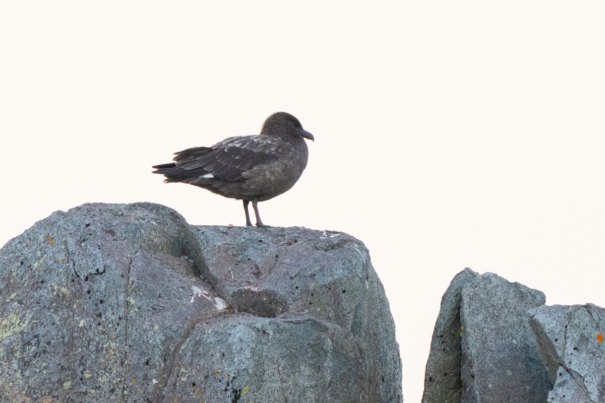 Brown Skua - ML645509679