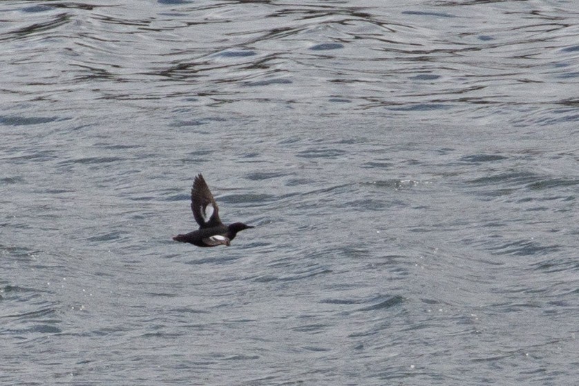 Pigeon Guillemot - ML645509680