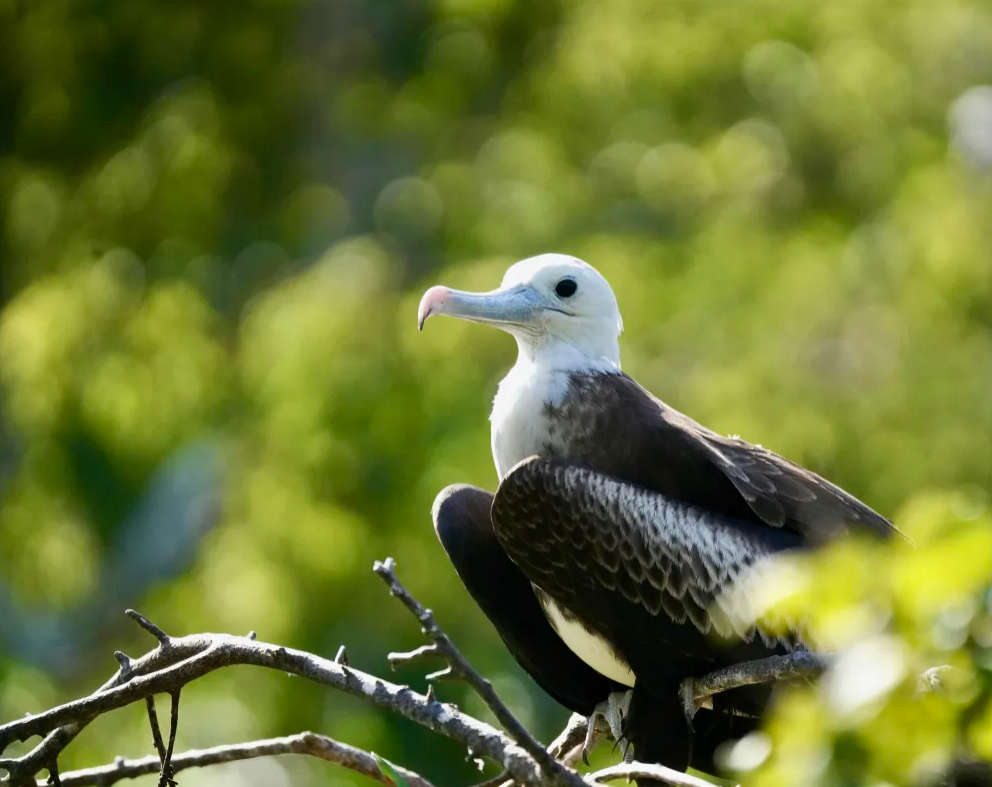 Magnificent Frigatebird - ML645509683