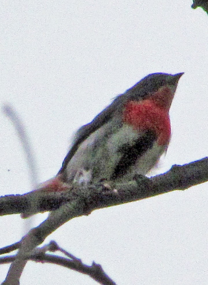 Mistletoebird - ML645509685