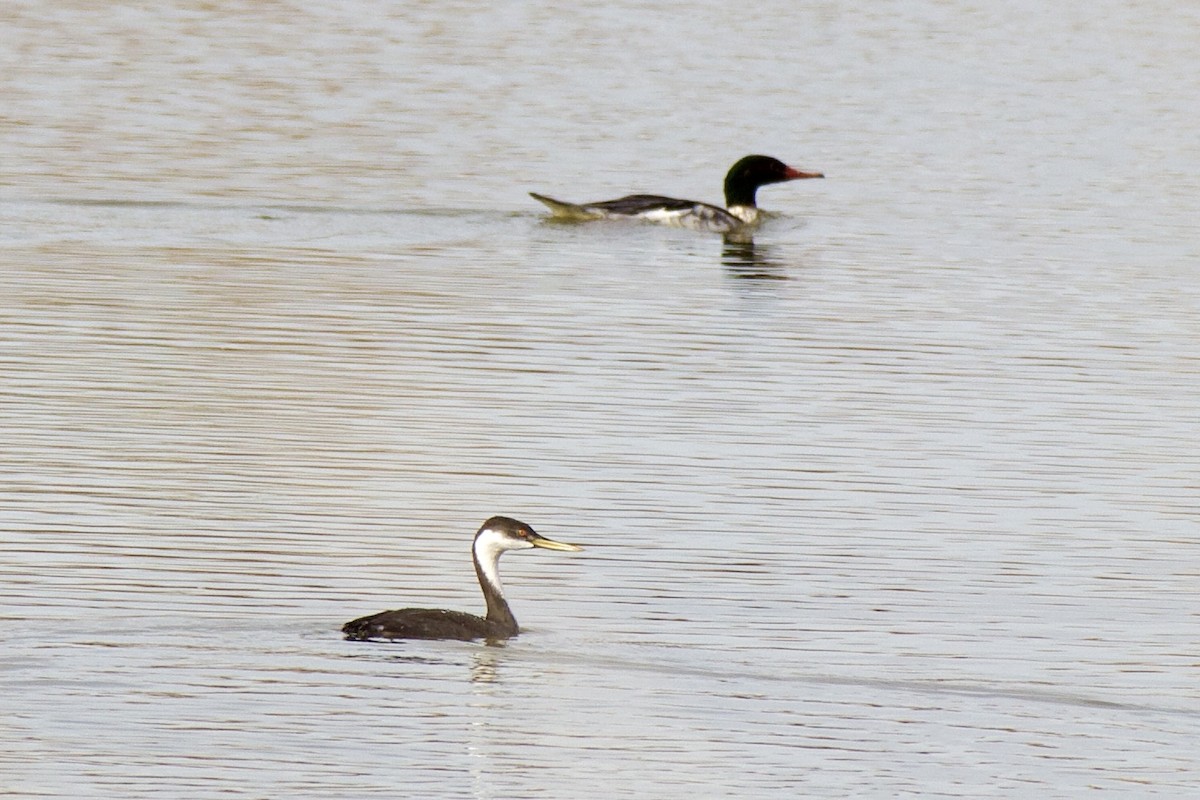 Common Merganser - ML645509686