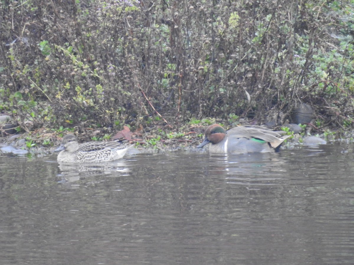 Green-winged Teal - ML645509687