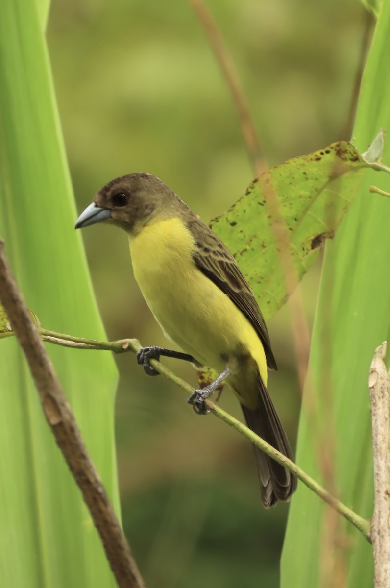 Flame-rumped Tanager - ML645509688