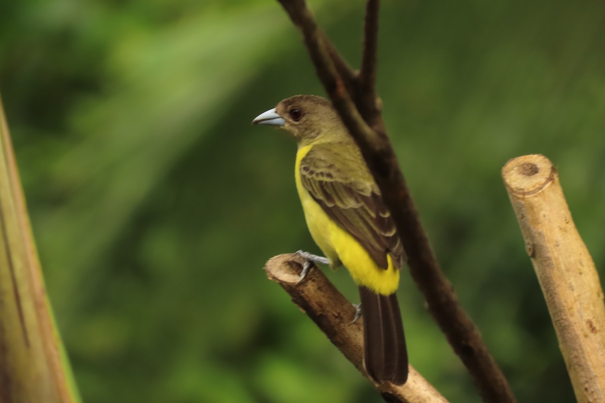 Flame-rumped Tanager - ML645509689