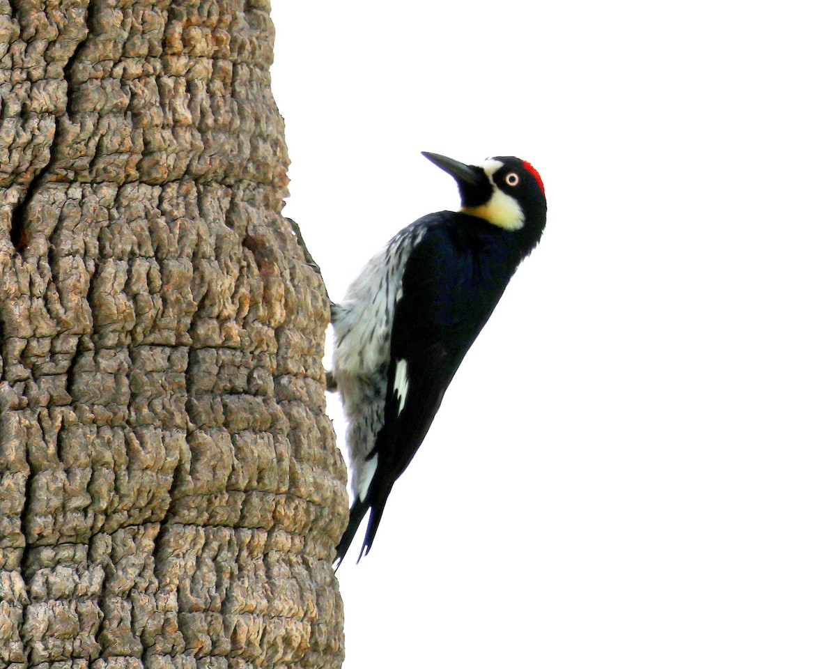 Acorn Woodpecker - ML645509690