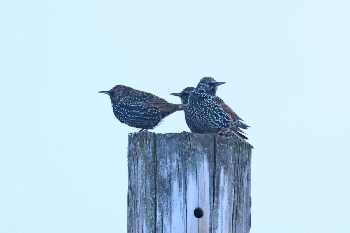 European Starling - ML645509691
