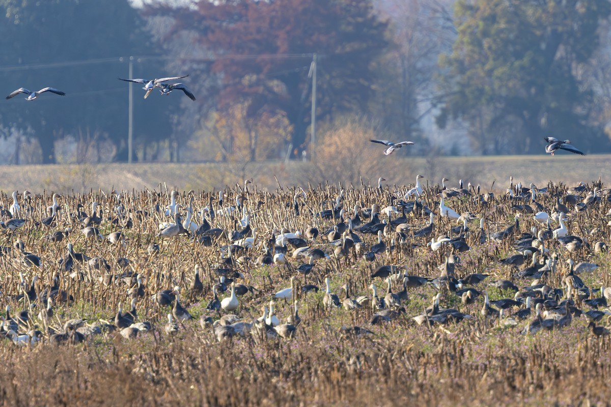 Snow Goose - ML645509693