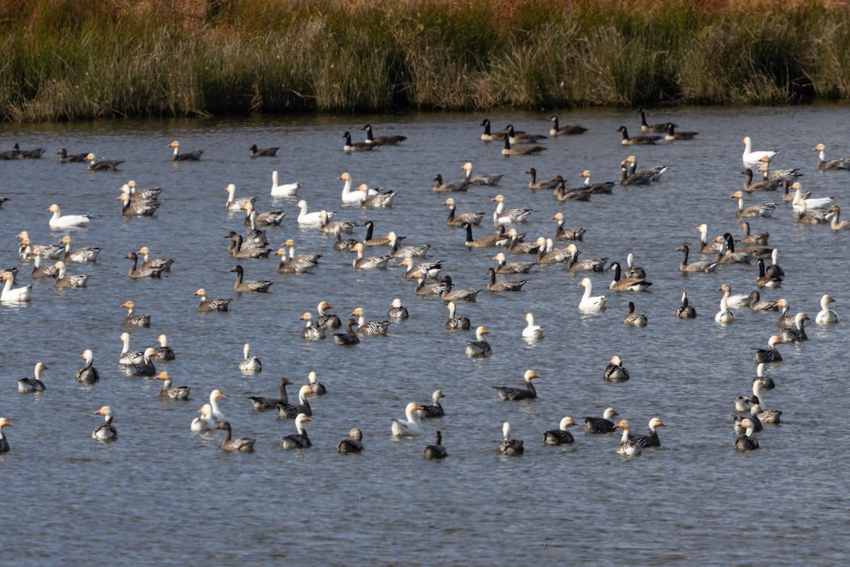 Snow Goose - ML645509694