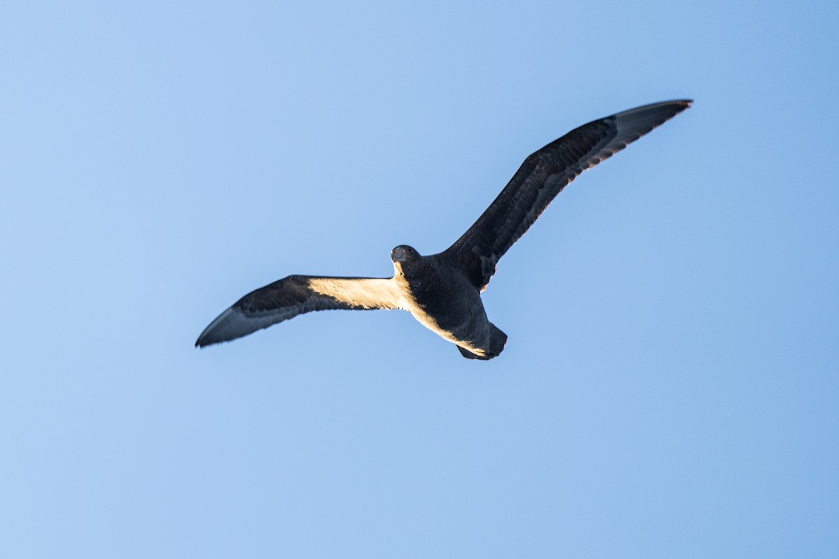 sørkjempepetrell - ML645509698