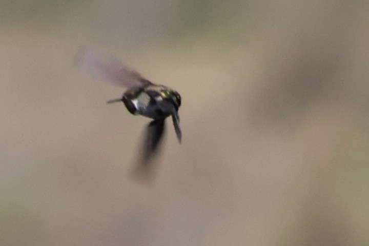 Anna's Hummingbird - ML645509699