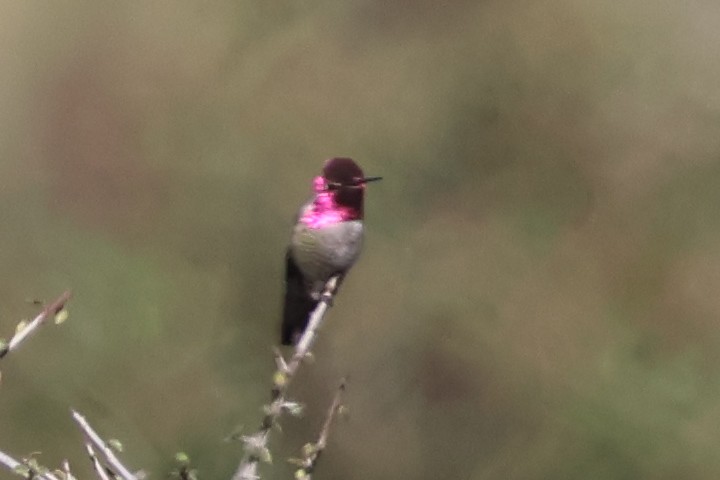 Anna's Hummingbird - ML645509700