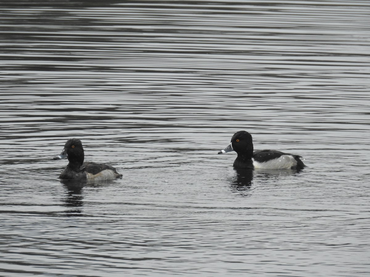 Ring-necked Duck - ML645509704