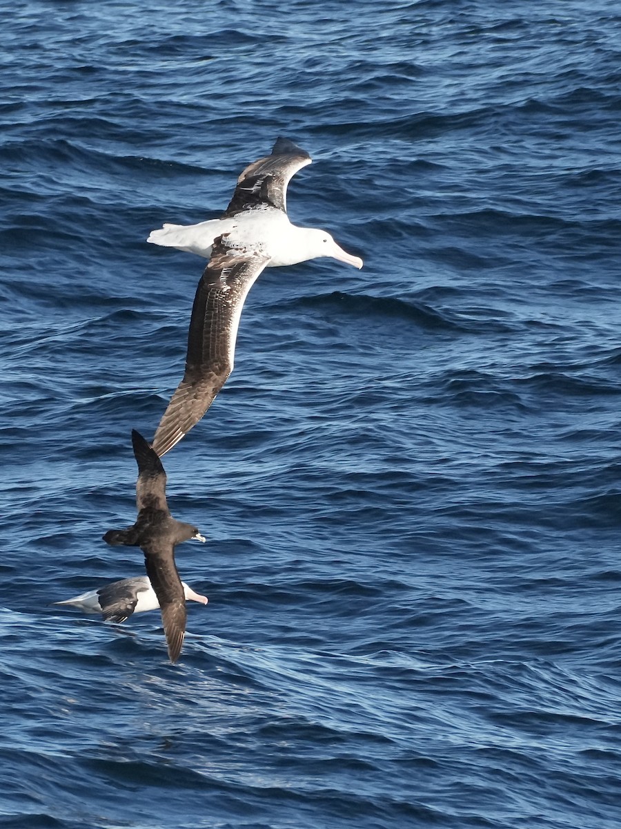 Southern Royal Albatross - ML645509705