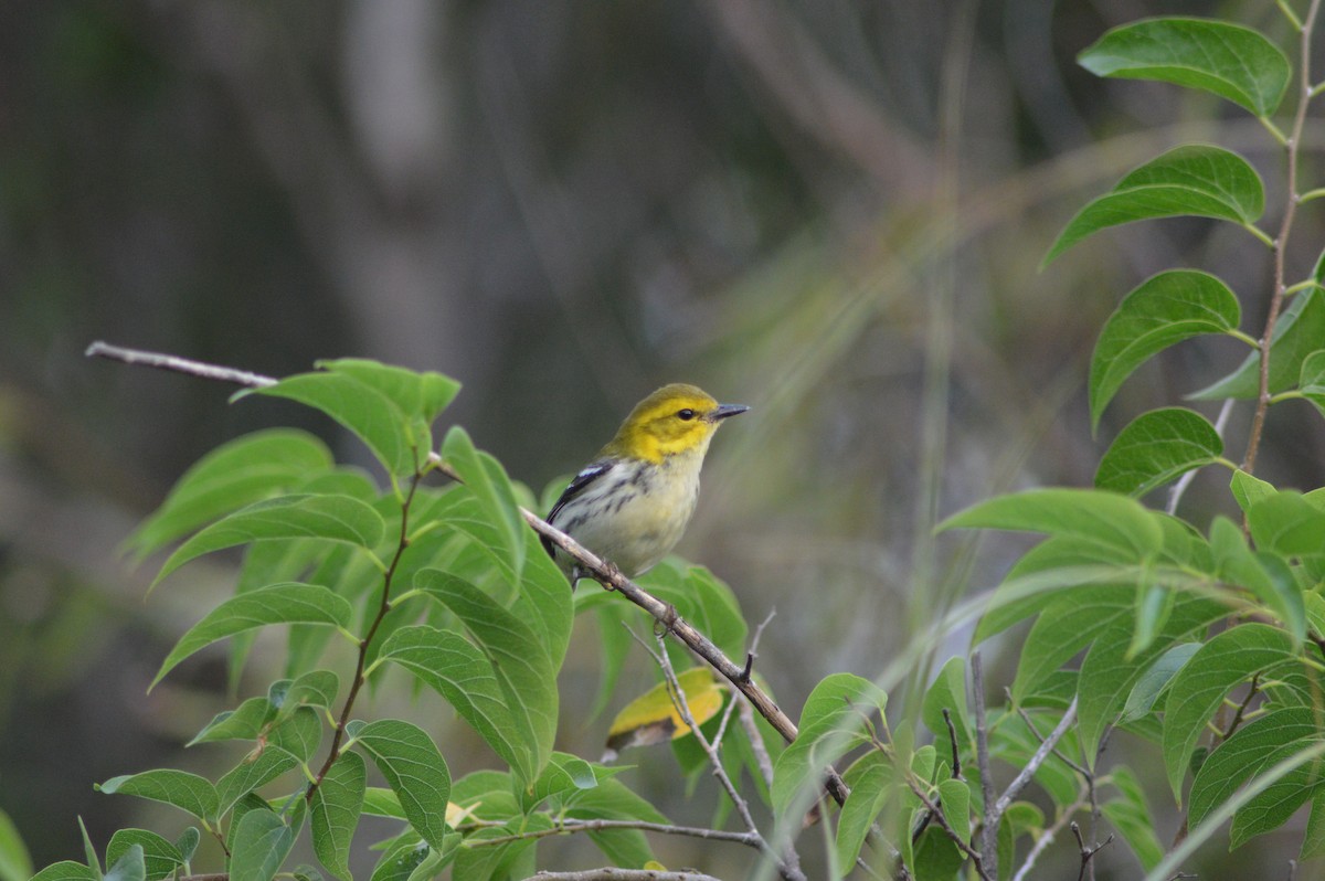 Black-throated Green Warbler - ML645509706